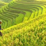 Bagaimana-Kegiatan-Ekonomi-di-Bidang-Pertanian-di-Indonesia