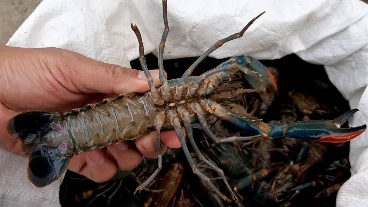 Dukungan-Iklim-Tropis Modal Ternak Lobster Air Tawar