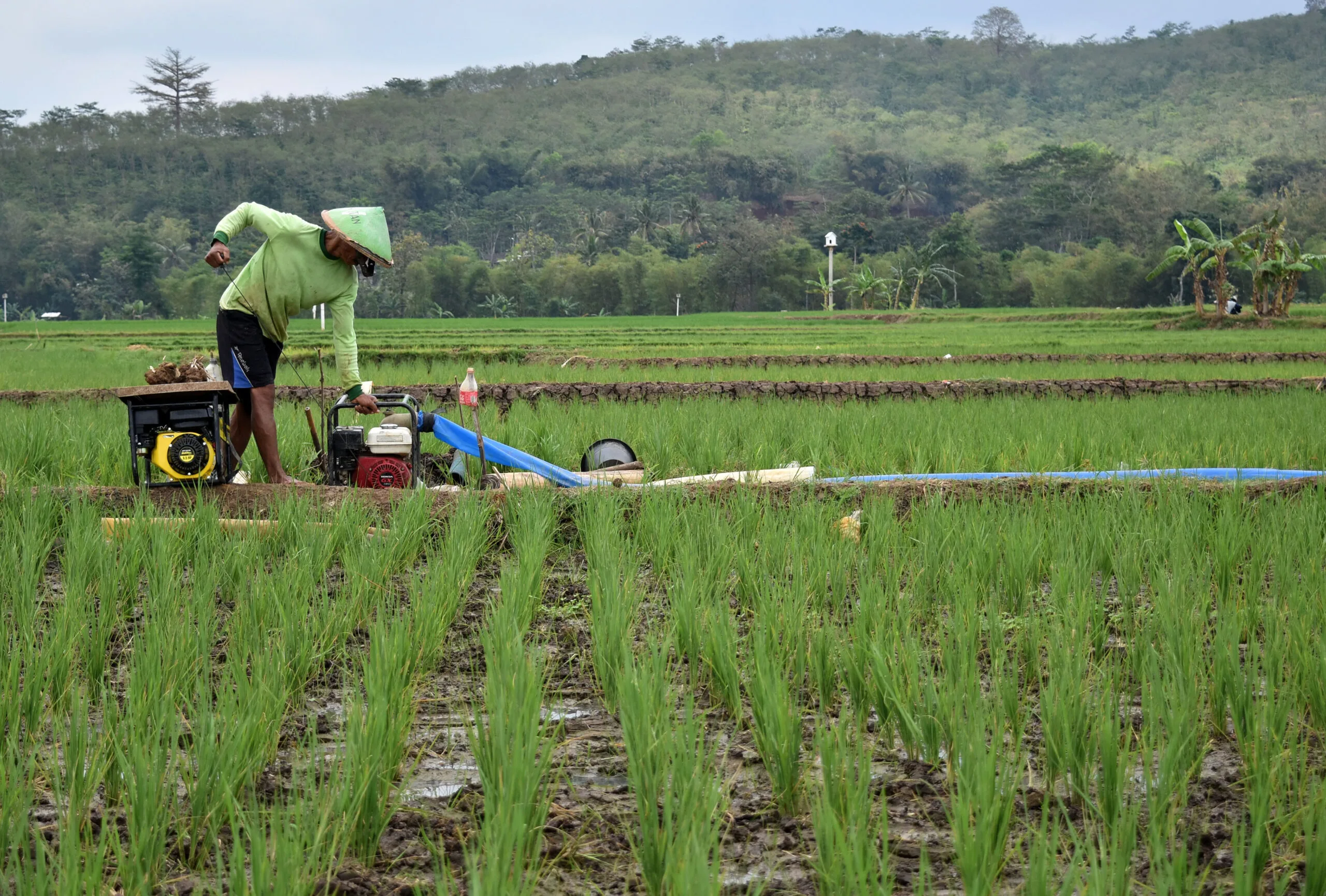 Kontribusi-Terhadap-Produktivitas Bagaimana kegiatan ekonomi di bidang pertanian di Indonesia