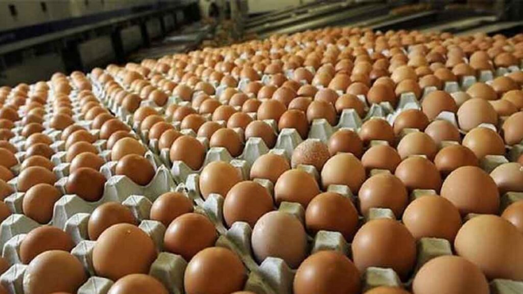 Memastikan-Kualitas-Telur