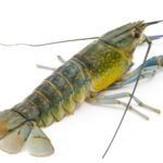 Menghitung-Modal-Ternak-Lobster-Air-Tawar-dan-Peluang-Usahanya