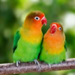 Modal-Awal-Ternak-Lovebird-Biaya-Investasi-dan-Hitungan-Keuntungannya