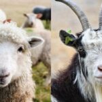 Modal-Usaha-Ternak-Domba-Investasi-Awal-Kemudahan-dan-Tantangannya