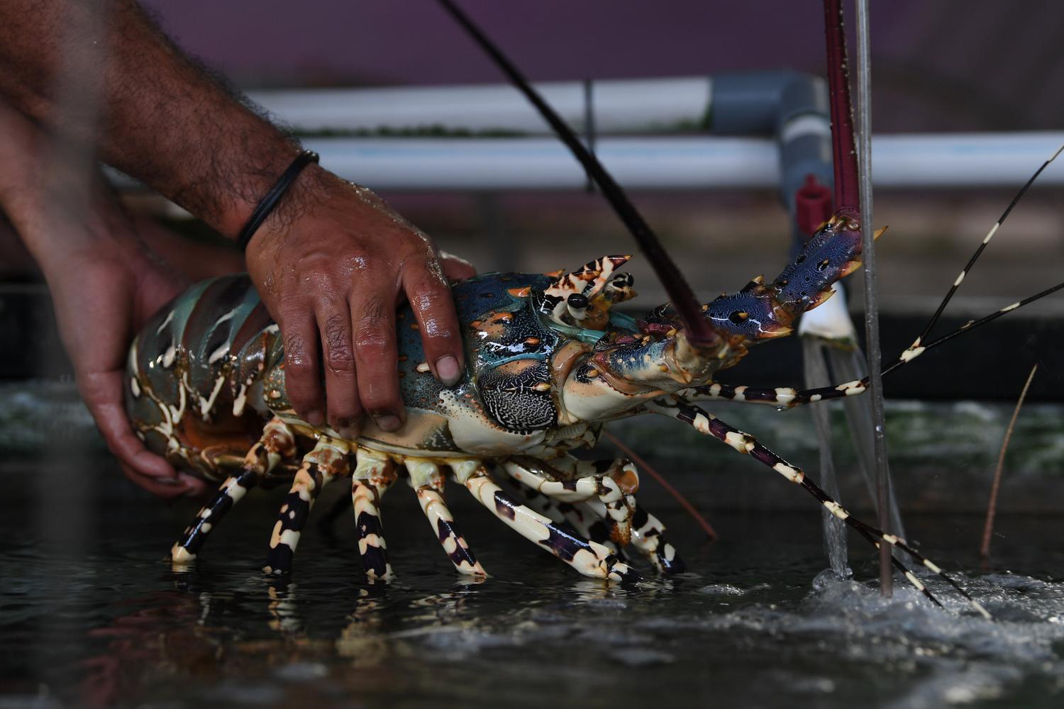 Permintaan-Pasar-Semakin-Tinggi Modal Ternak Lobster Air Tawar